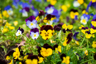 Garden border filled with mixed colour viola plants